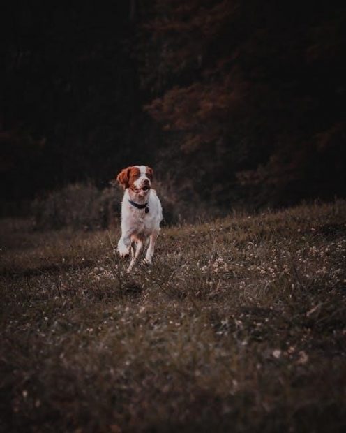 taste of the wild puppy feeding guide