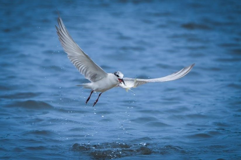 how to become a fly fishing guide