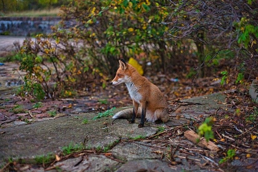 fox in sox pdf