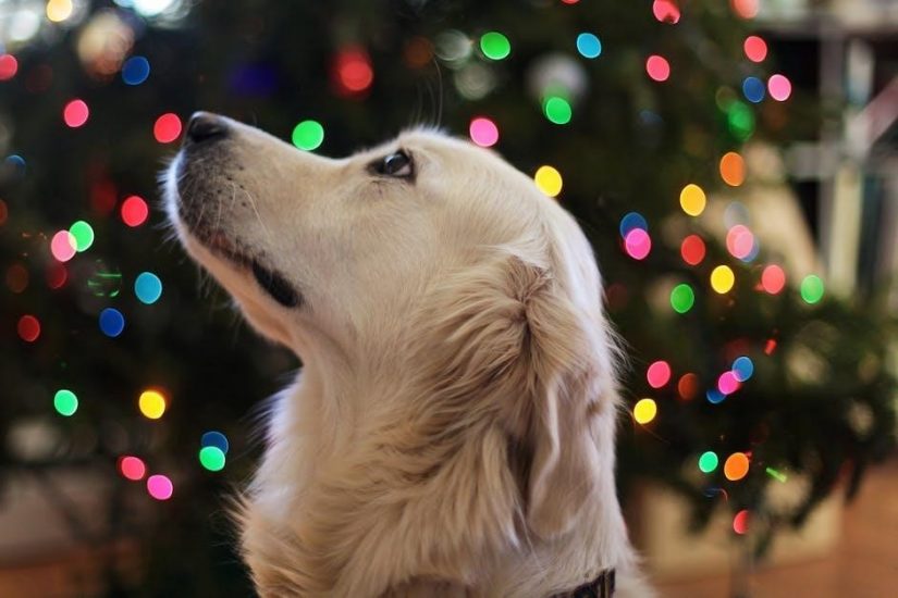 paroles chants de noël pdf